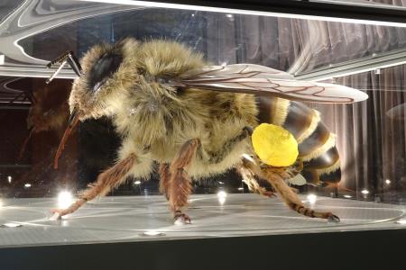 foto 4; Zdravko Damjanovič
